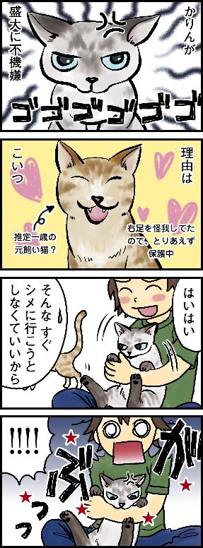 neko_manga.jpg