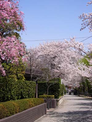 sakura.jpg